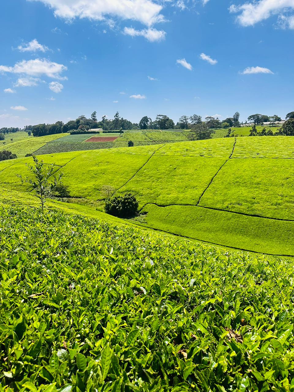 WhatsApp Image 2026-02-20 at 21.11.38