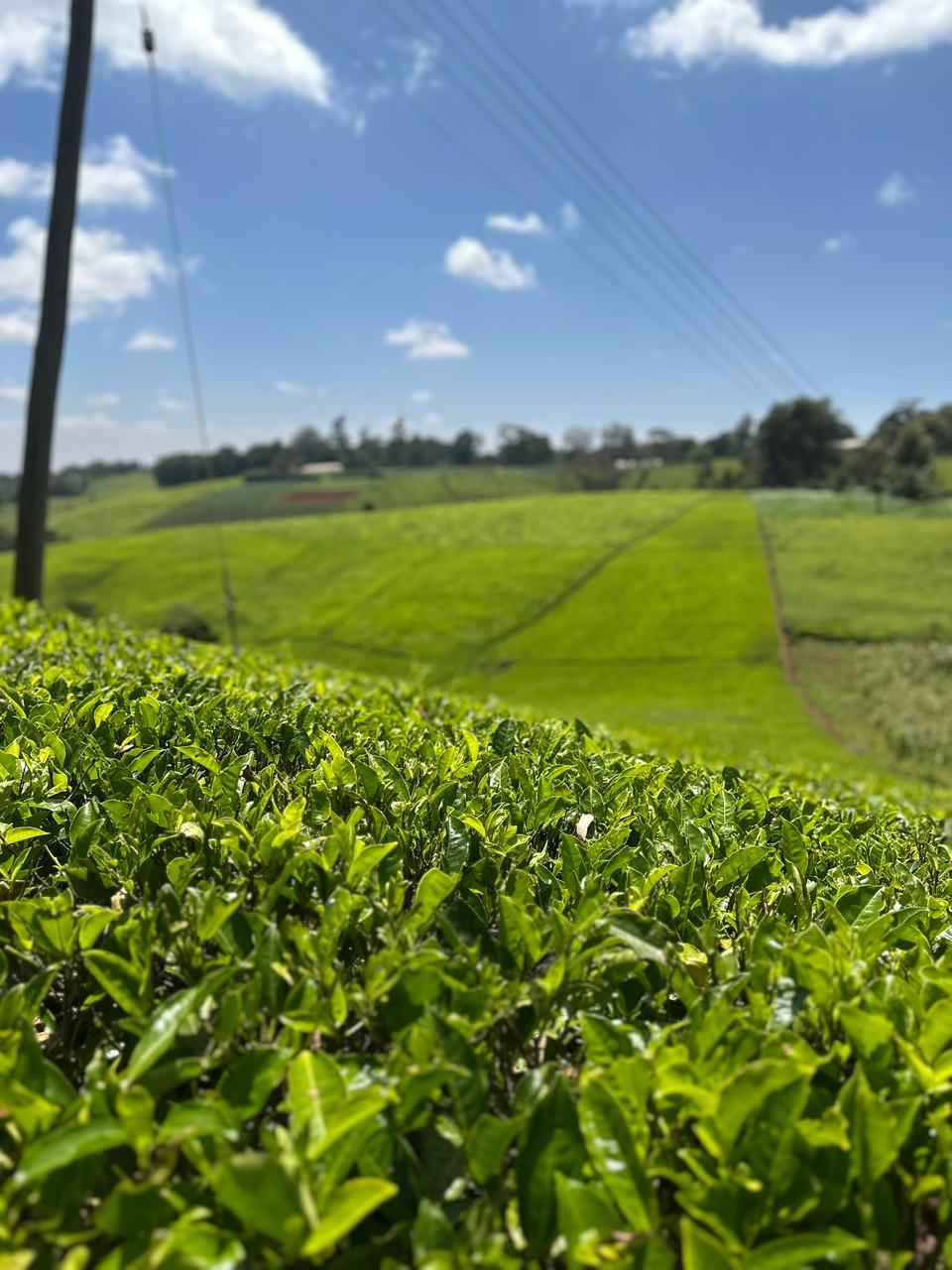 WhatsApp Image 2026-02-20 at 21.11.39