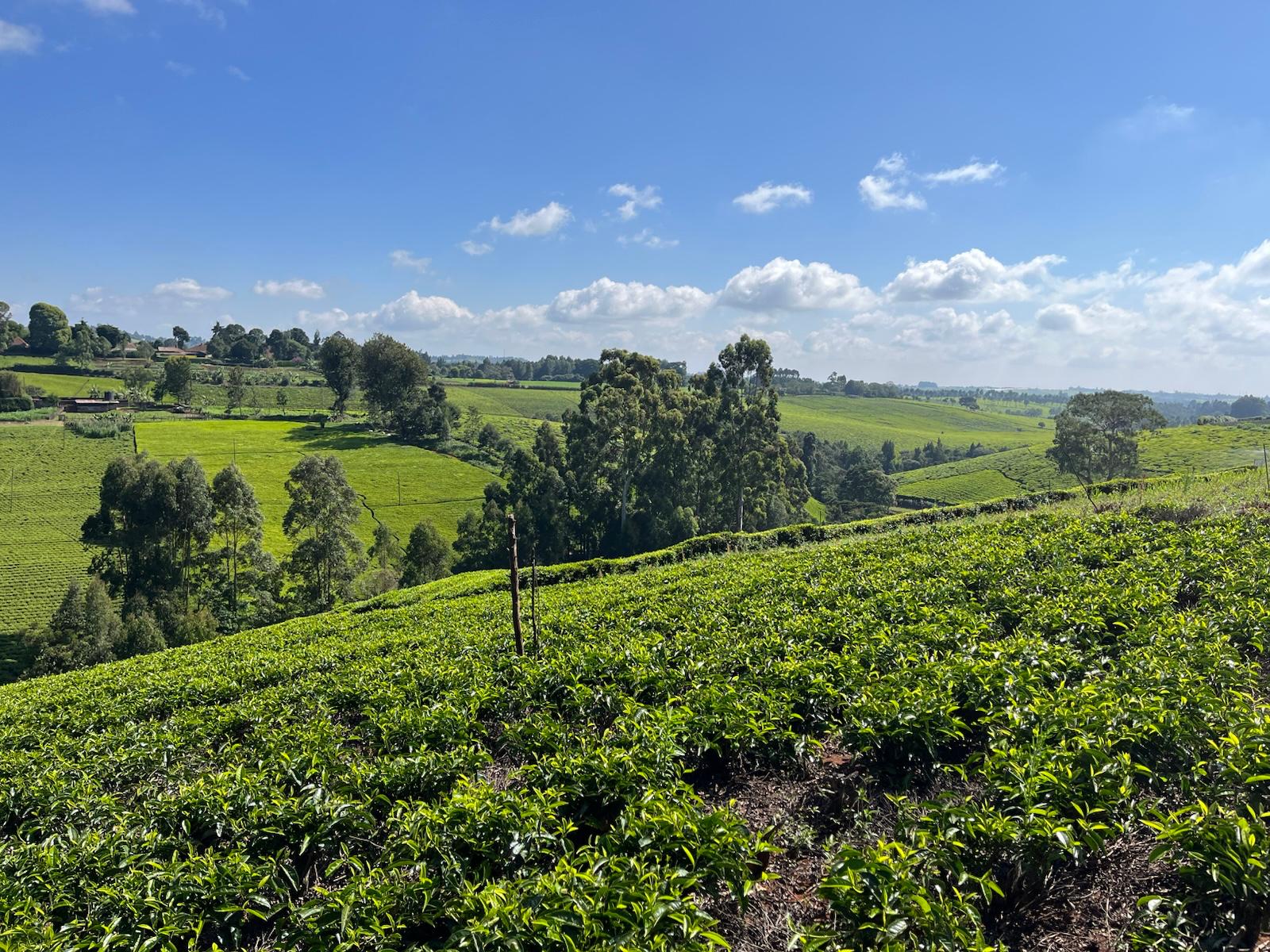 WhatsApp Image 2026-02-20 at 21.17.18 (1)