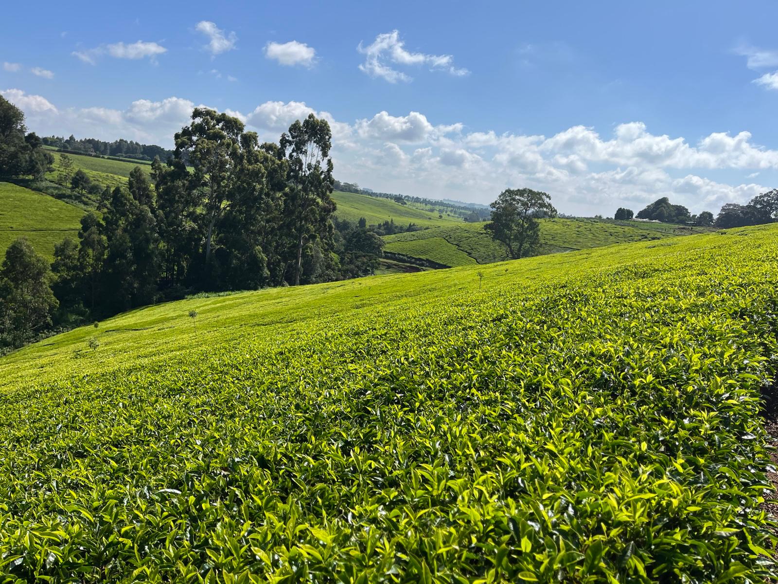 WhatsApp Image 2026-02-20 at 21.17.18 (2)