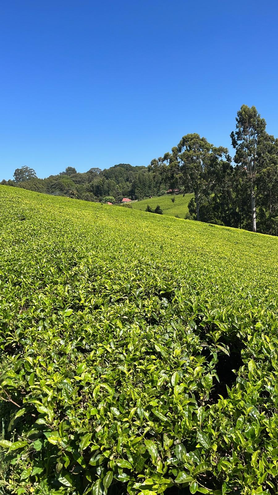 WhatsApp Image 2026-02-20 at 21.17.19 (1)