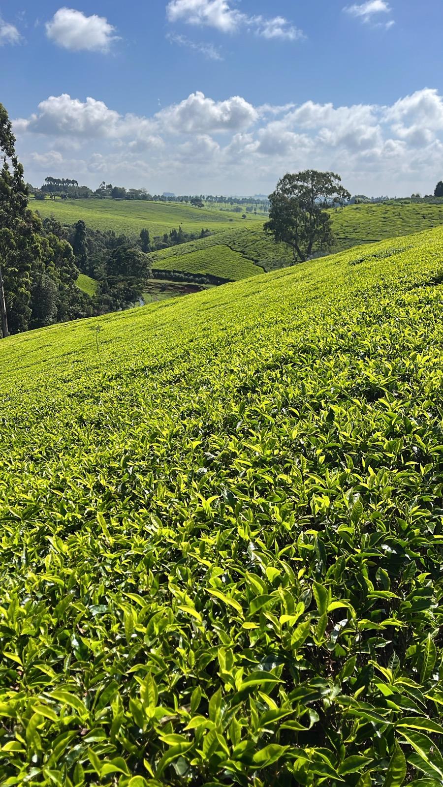 WhatsApp Image 2026-02-20 at 21.17.19