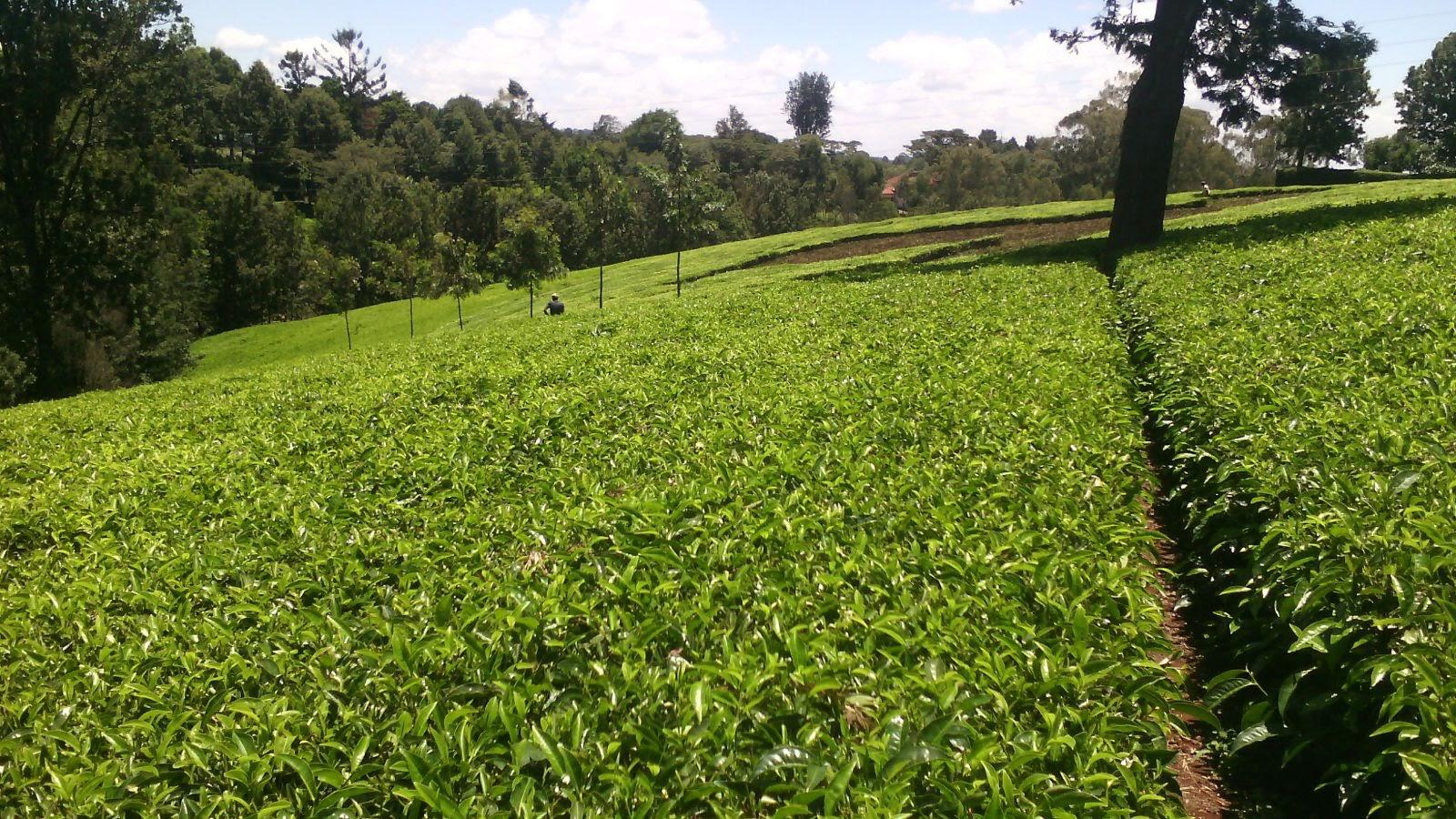 WhatsApp Image 2026-02-20 at 21.17.56