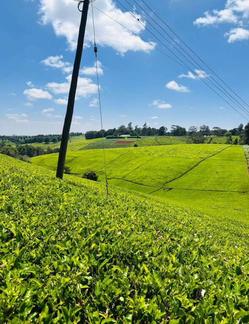 WhatsApp Image 2026-02-20 at 21.11.38 (1)