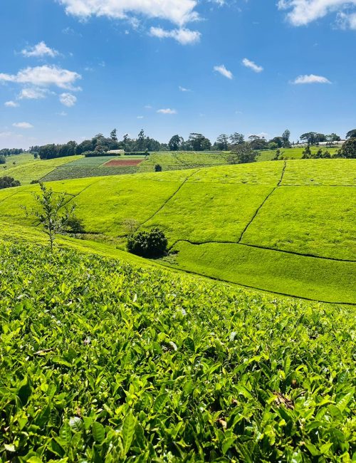 WhatsApp Image 2026-02-20 at 21.11.38