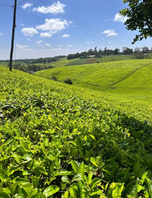 WhatsApp Image 2026-02-20 at 21.11.39 (1)