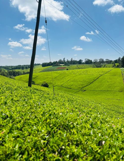 WhatsApp Image 2026-02-20 at 21.11.39 (2)