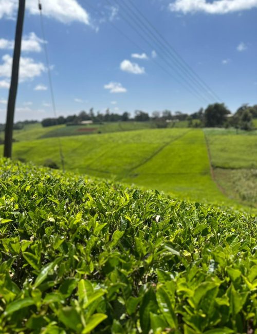 WhatsApp Image 2026-02-20 at 21.11.39