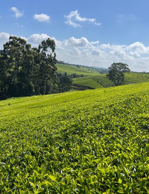 WhatsApp Image 2026-02-20 at 21.17.18 (2)