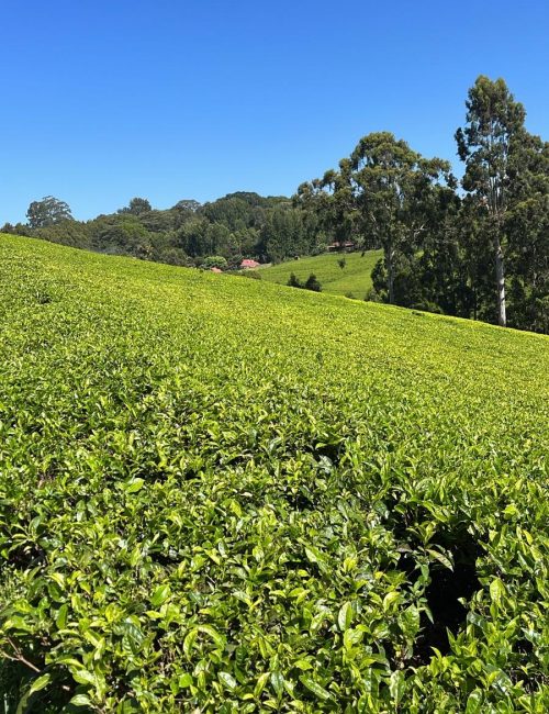 WhatsApp Image 2026-02-20 at 21.17.19 (1)