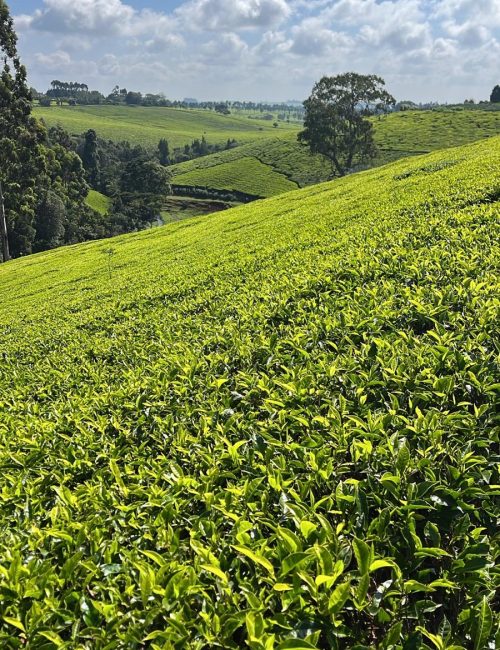 WhatsApp Image 2026-02-20 at 21.17.19